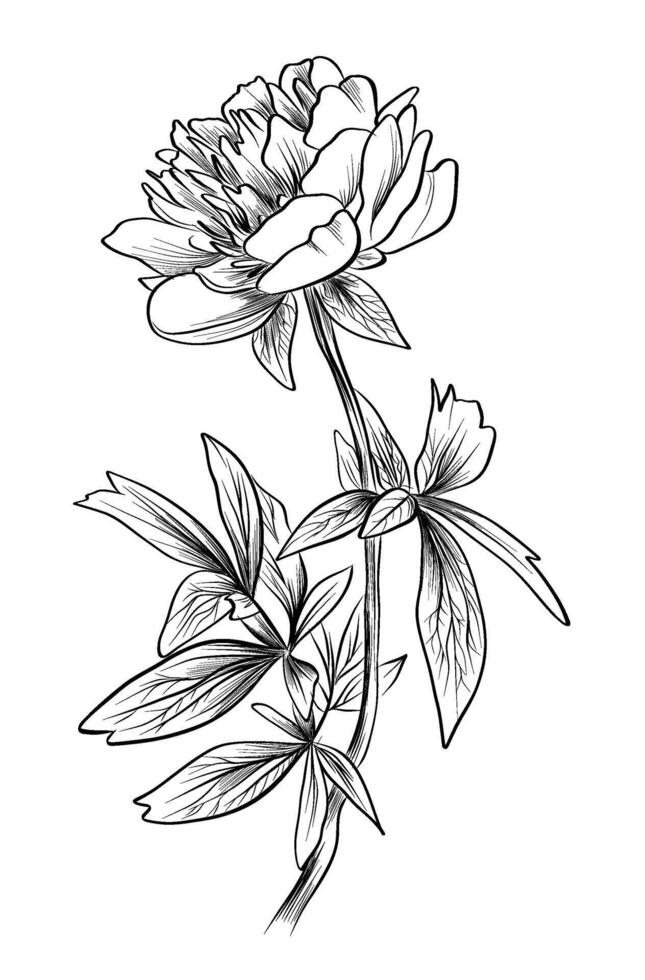 Elegant blooming peony flower botanical vector