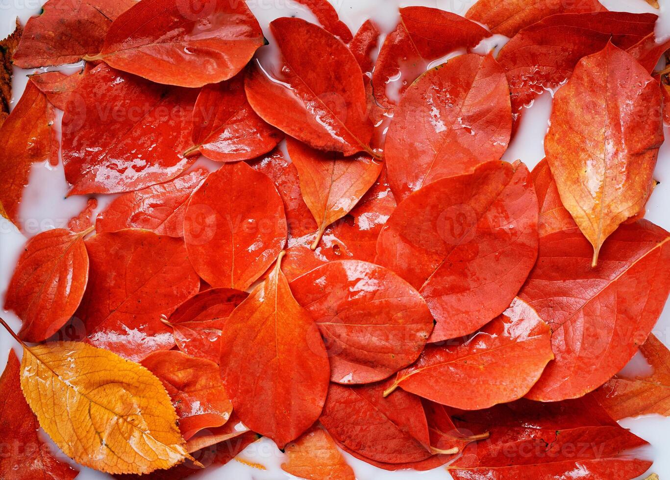 Wet red autumn leaves on white liquid background. Top view photo