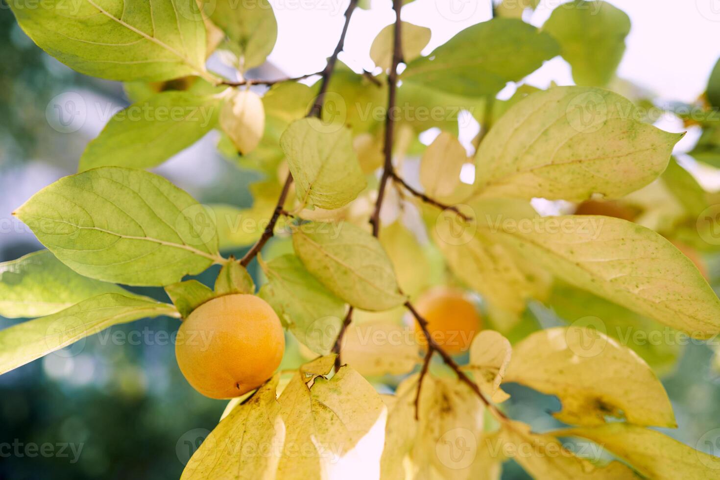Yellow tree branches in the garden with yellow persimmon fruits photo