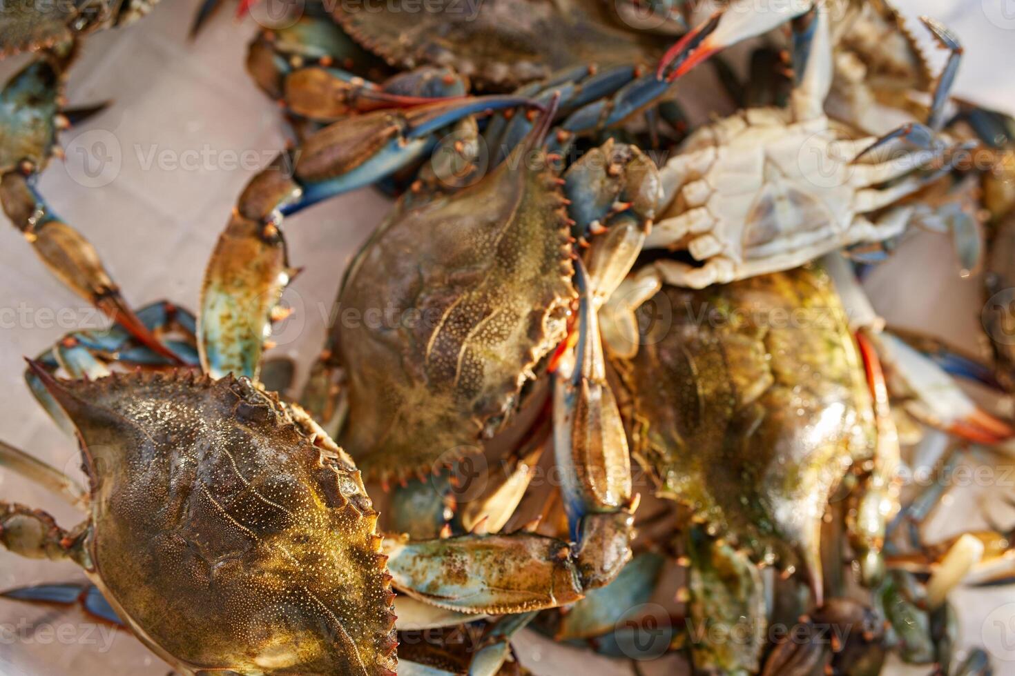 Fresh green crabs are in a box. Top view photo