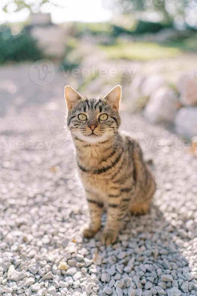 Striped cat sits on pebbles in the park and looks up photo