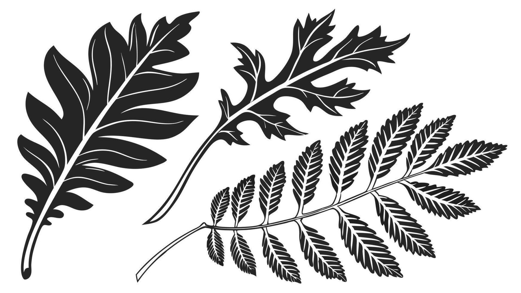 black and white illustration of leaves vector