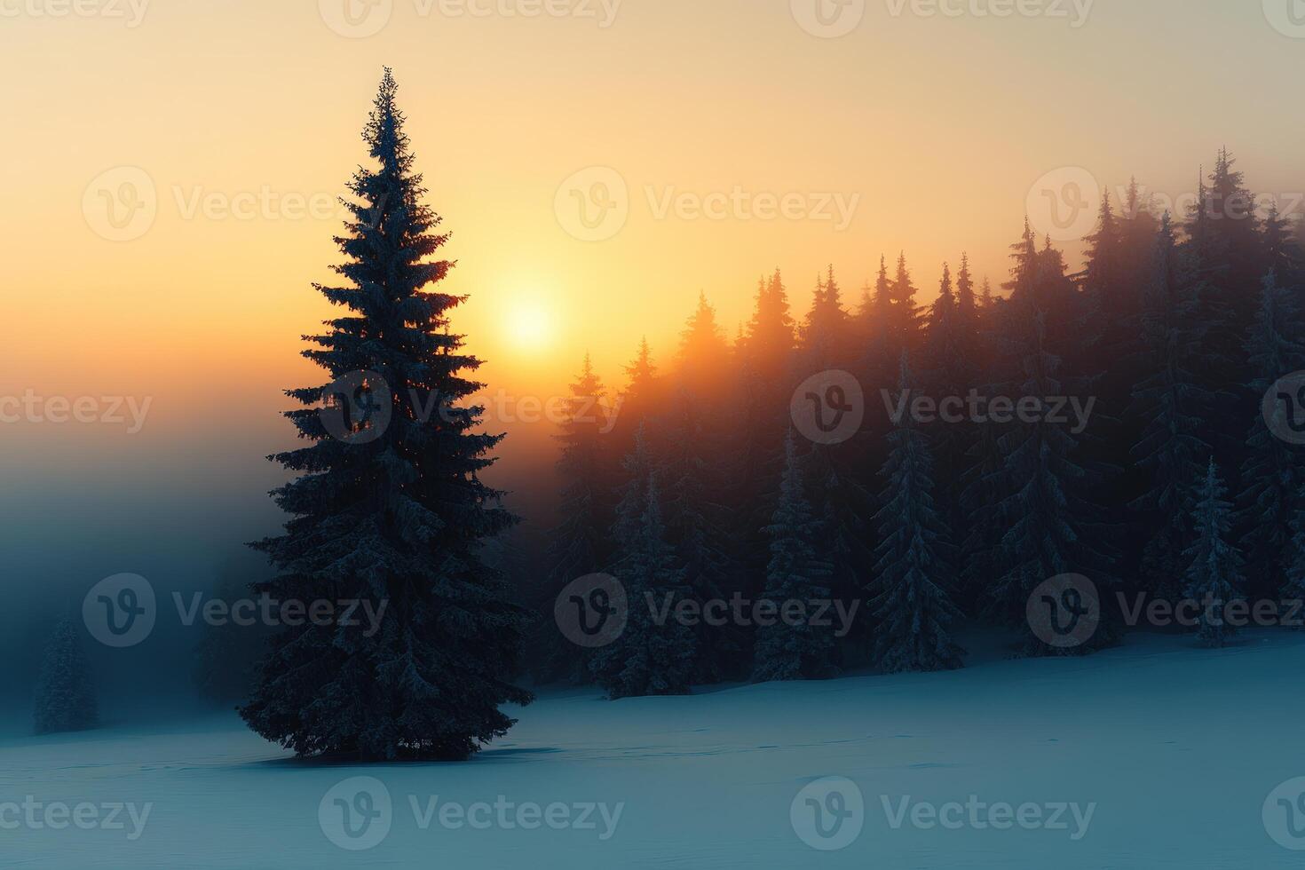 Sunrise illuminating a snowy forest landscape with evergreen trees photo
