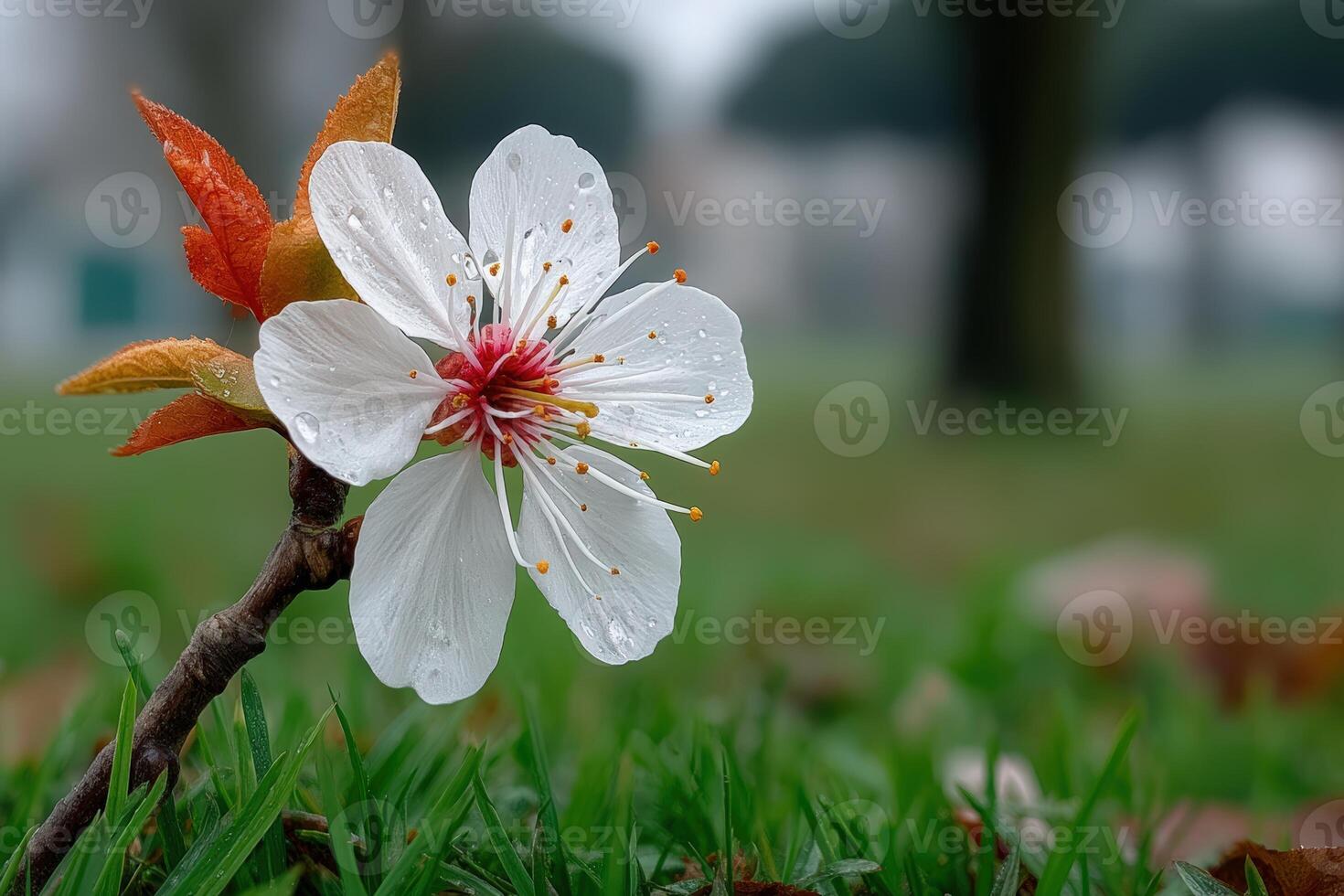 Blossom of a white flower with raindrops on a misty morning in a green park photo