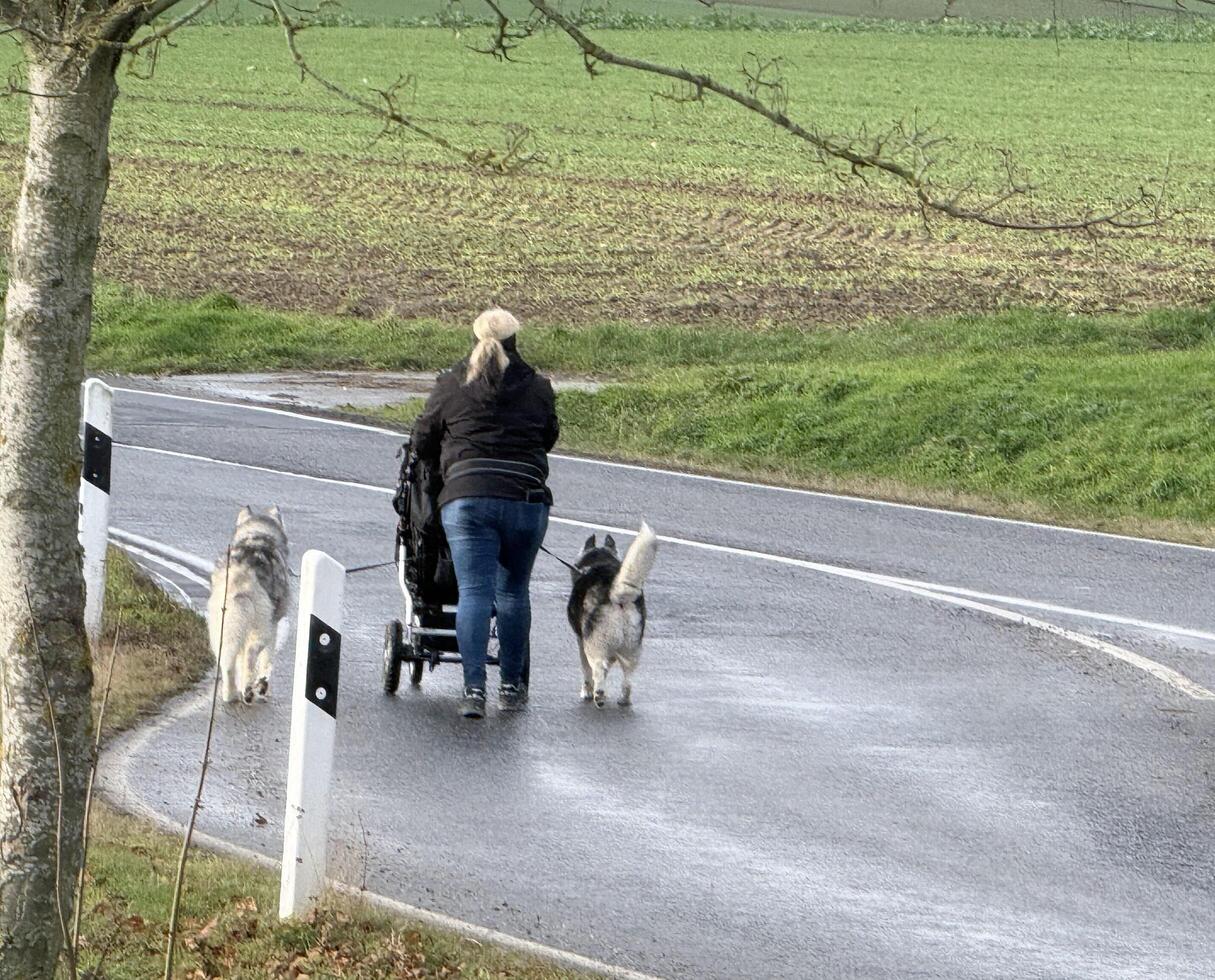 chihuahua dog close together to owner walking with leash outside at the park as friends photo
