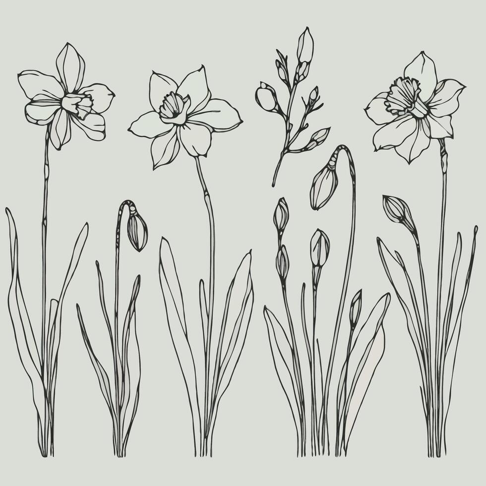 Set of outline Narcissus, doodle floral. Hand drawn spring Botanical drawing. Detailed line art illustration. Simple Stylized Art, daffodils flowers. Elegant Black and White blossom Artwork vector