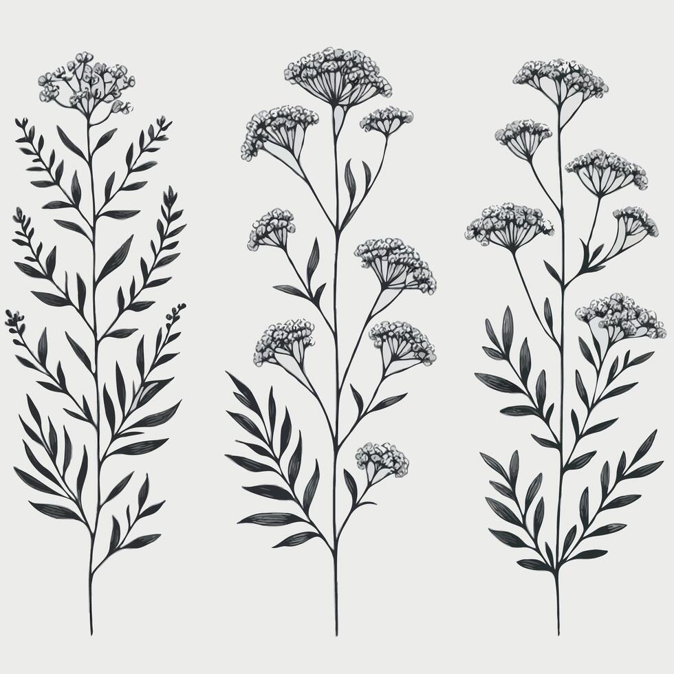 Set of outline Verbena, silhouettes leaves, doodle floral. Hand drawn wild flowers Botanical drawing. Detailed line art Yarrow illustration. Simple Stylized wildflowers. Elegant Black and White Tansy vector