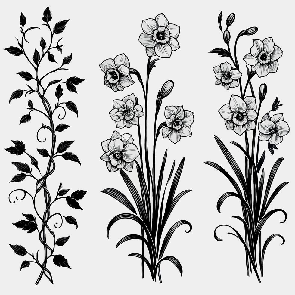 Set of outline Narcissus, doodle floral. Hand drawn Ornamental snowdrop Botanical drawing. Detailed line art illustration. Simple Stylized Art, daffodils flowers. Elegant Black and White blossom. vector