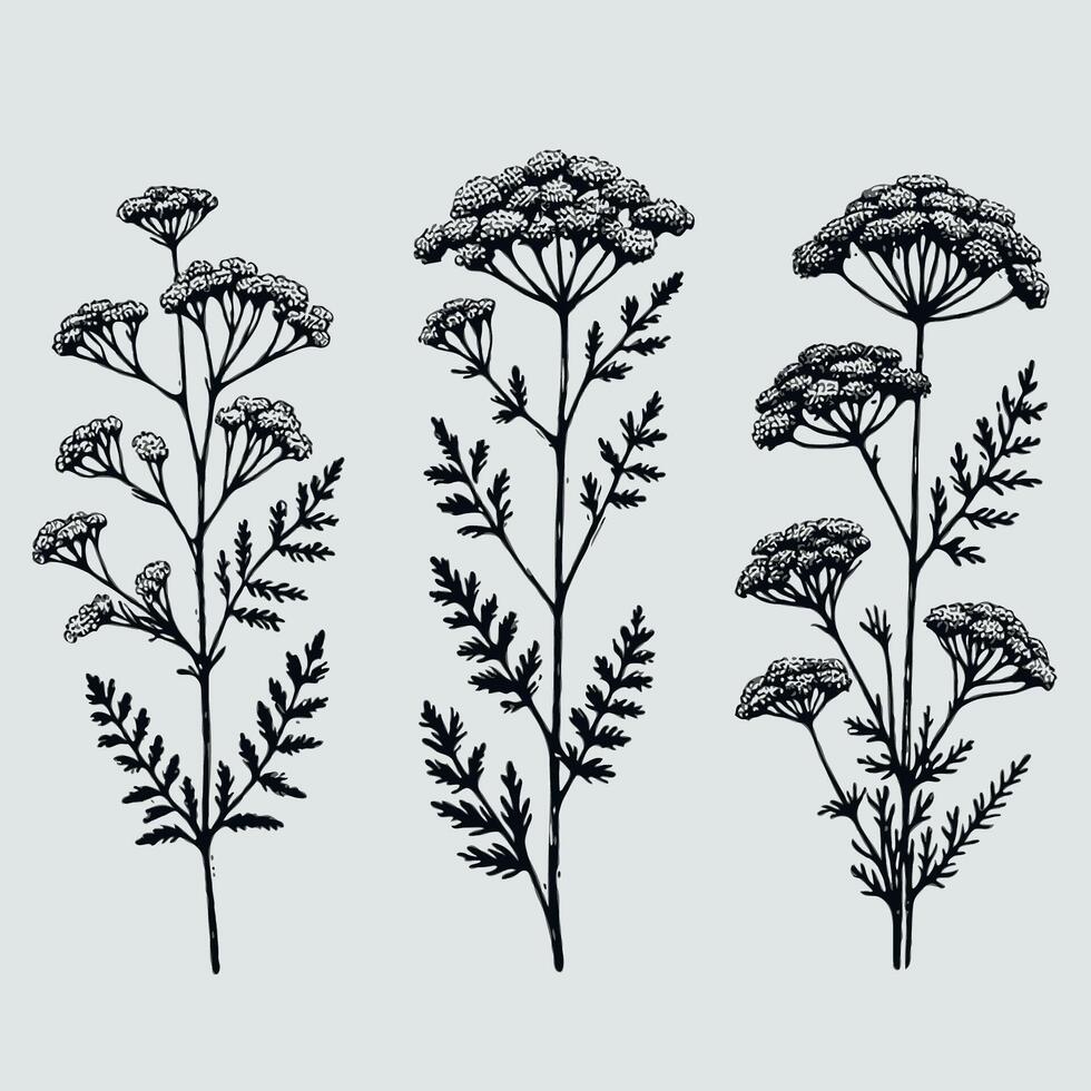 Set of outline Verbena, leaves, doodle floral. Hand drawn wild flowers Botanical drawing. Detailed line art Yarrow illustration. Simple Stylized medicinal flowers. Elegant Black and White Tansy vector