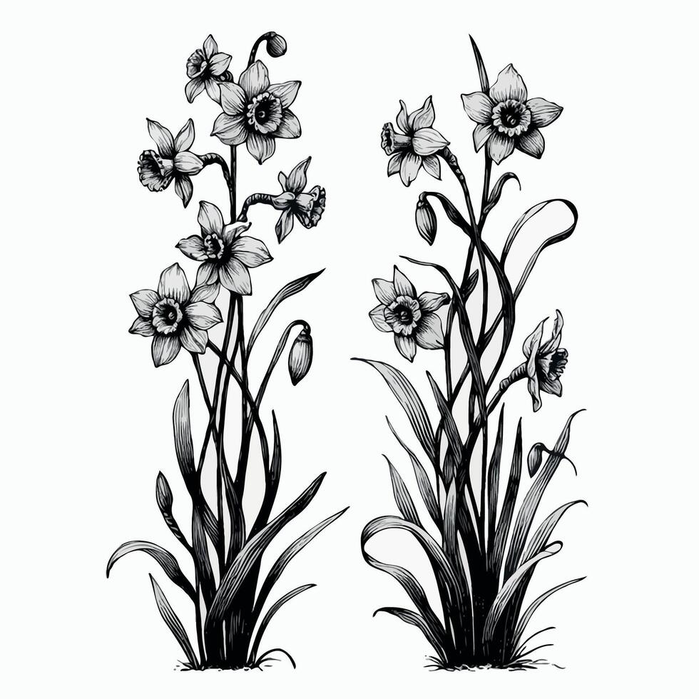 Set of outline Narcissus, Vintage doodle floral. Hand drawn snowdrop Botanical drawing. Detailed line art illustration. Simple Stylized Art, daffodils flowers. Elegant Black and White blossom. vector