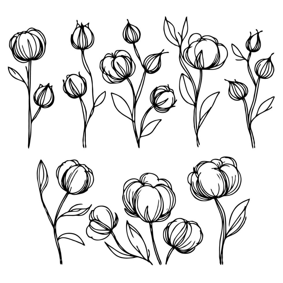 line art cloud-like softness illustration. Set outline fluffy cotton bolls sketch, doodle floral stems. Hand drawn Botanical drawing. Simple Stylized flowers. Black and White blooming herbs vector