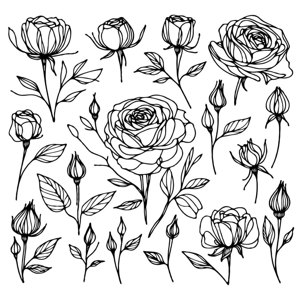 Big set of vintage rose flowers, outline roses buds, leaves and stems in engraving style. Hand drawn realistic rosebuds. Decorative botanical elements drawing, greeting card, wedding invitation vector