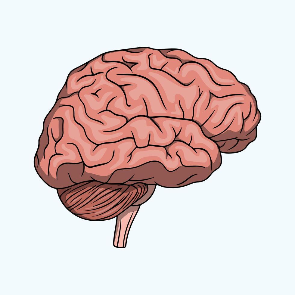 Realistic illustration of healthy human brain anatomy vector