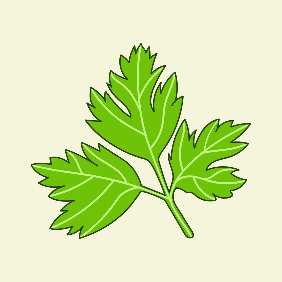 Green and fresh parsley leaves vector