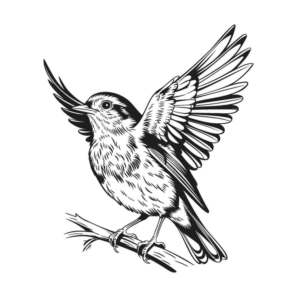 Detailed black and white illustration of a small bird perched on a branch vector