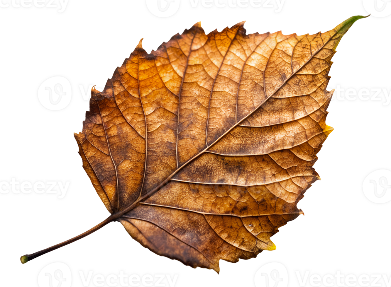 autumn leaf isolated png
