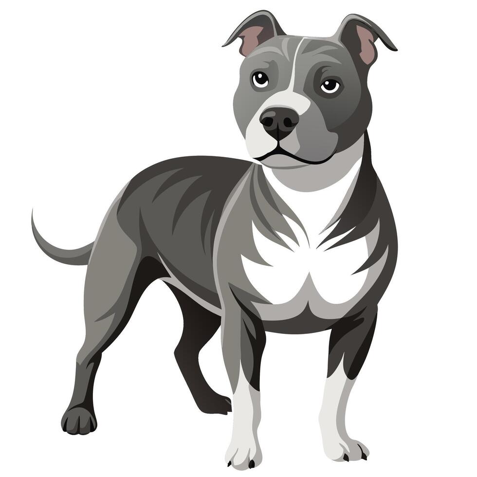 Pitbull dog isolated on white background vector