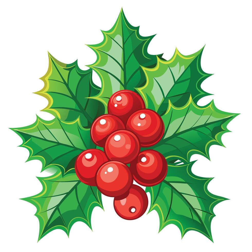 Holly with red berries on white background vector