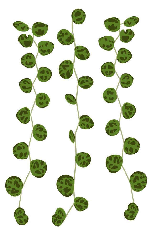 Green Coin vine leaves houseplant issolated on white vector