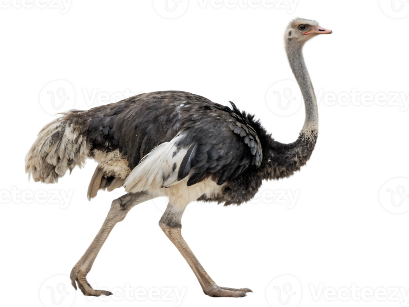 Walking Ostrich, Side View, on Transparent Background png