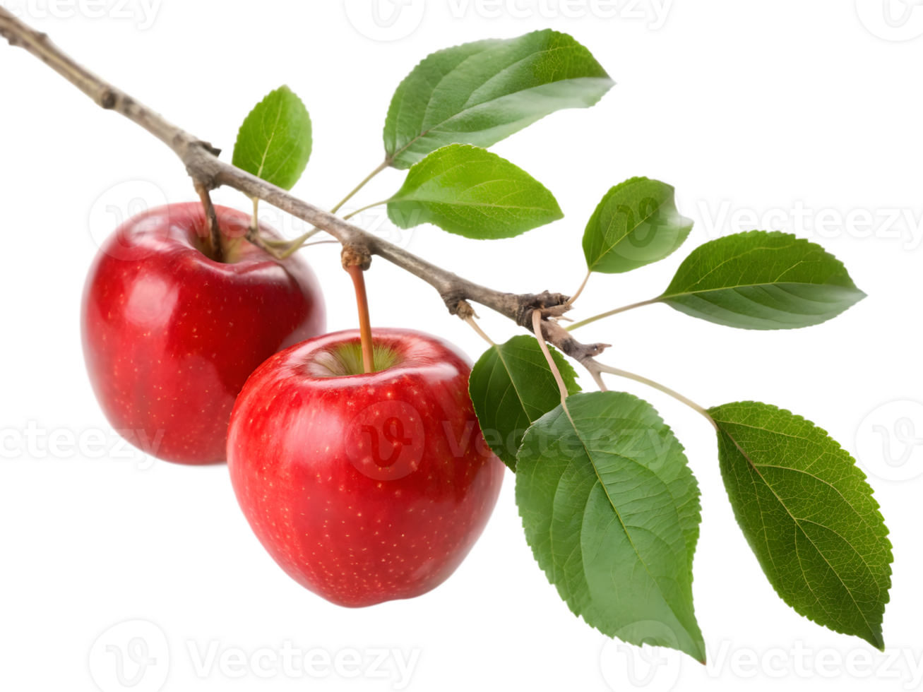 Two Ripe Red Apples on a Branch with Leaves, Isolated on Transparent Background png