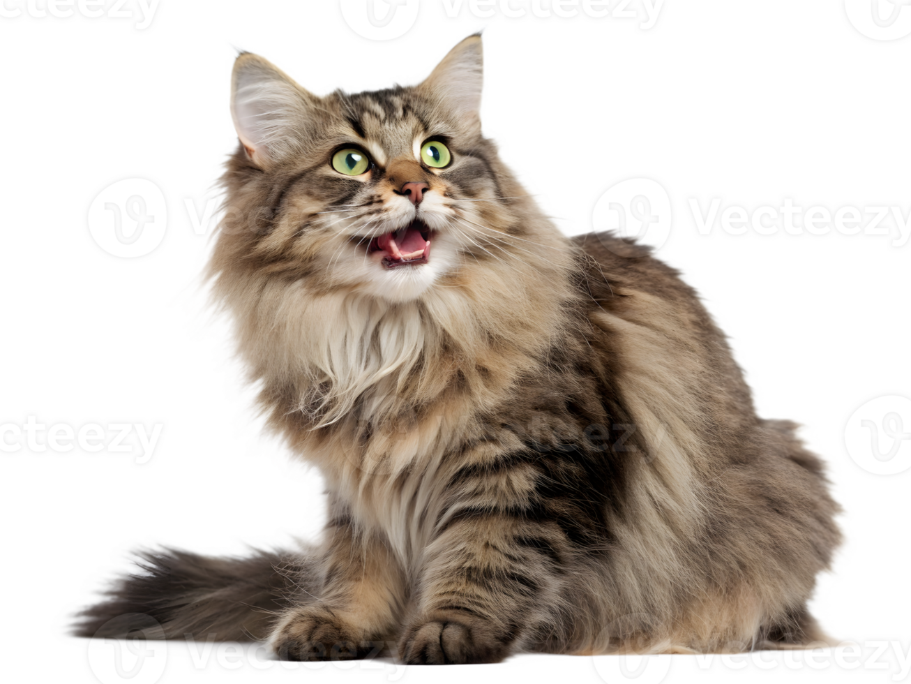 Surprised Long-Haired Cat Looking Up, on Transparent Background png
