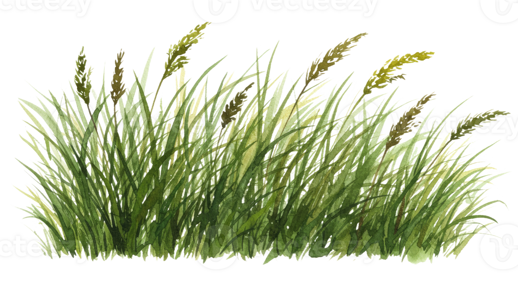 Wild Prairie Grasses Undulating in a Soft Gentle Breeze png