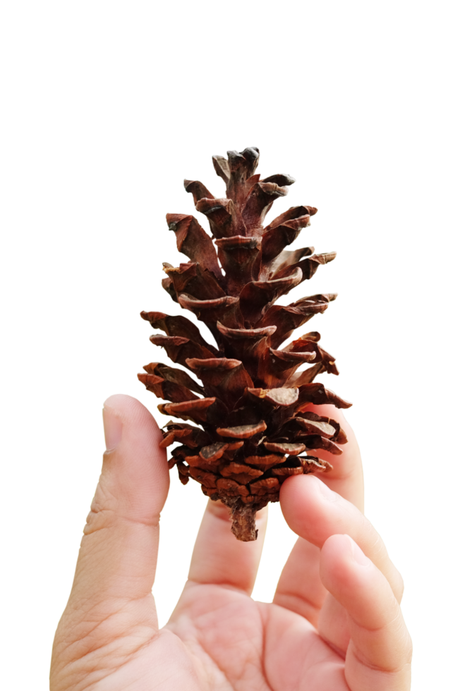 Hand holding a single dried pine cone png