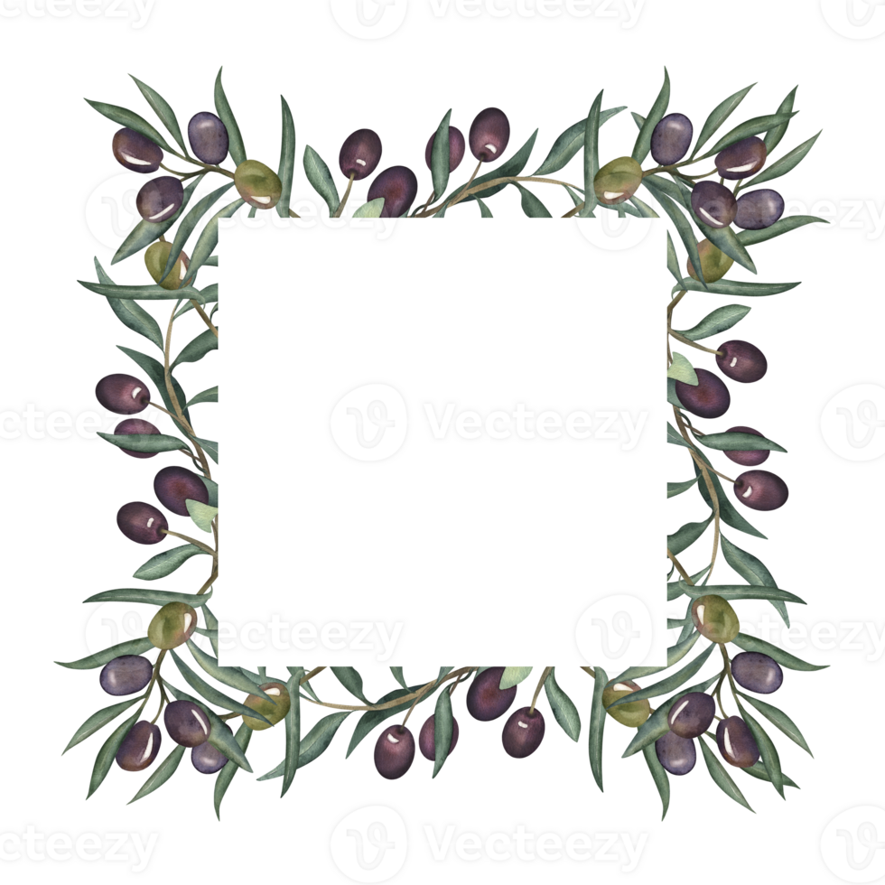 Watercolor square frame made of olive branches with green and black fruits and leaves. Hand-painted botanical border, perfect for invitations, menus, labels, organic branding, and Mediterranean design png