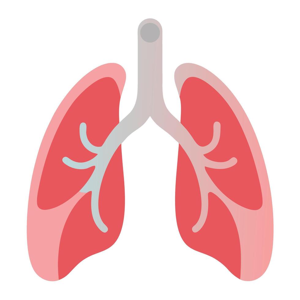 Human lungs anatomy, pink and red lungs with light gray trachea on white background vector