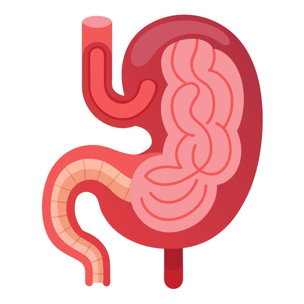 Human Stomach Anatomy Isolated on White. Cartoon Style Digestive System Design vector