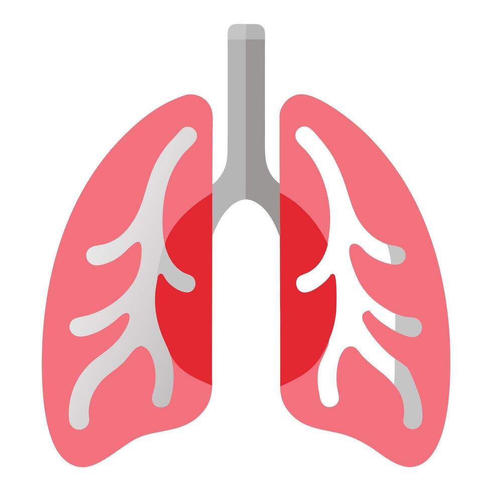 Pink Lungs with Airways Showing Anatomy on a Transparent Background vector
