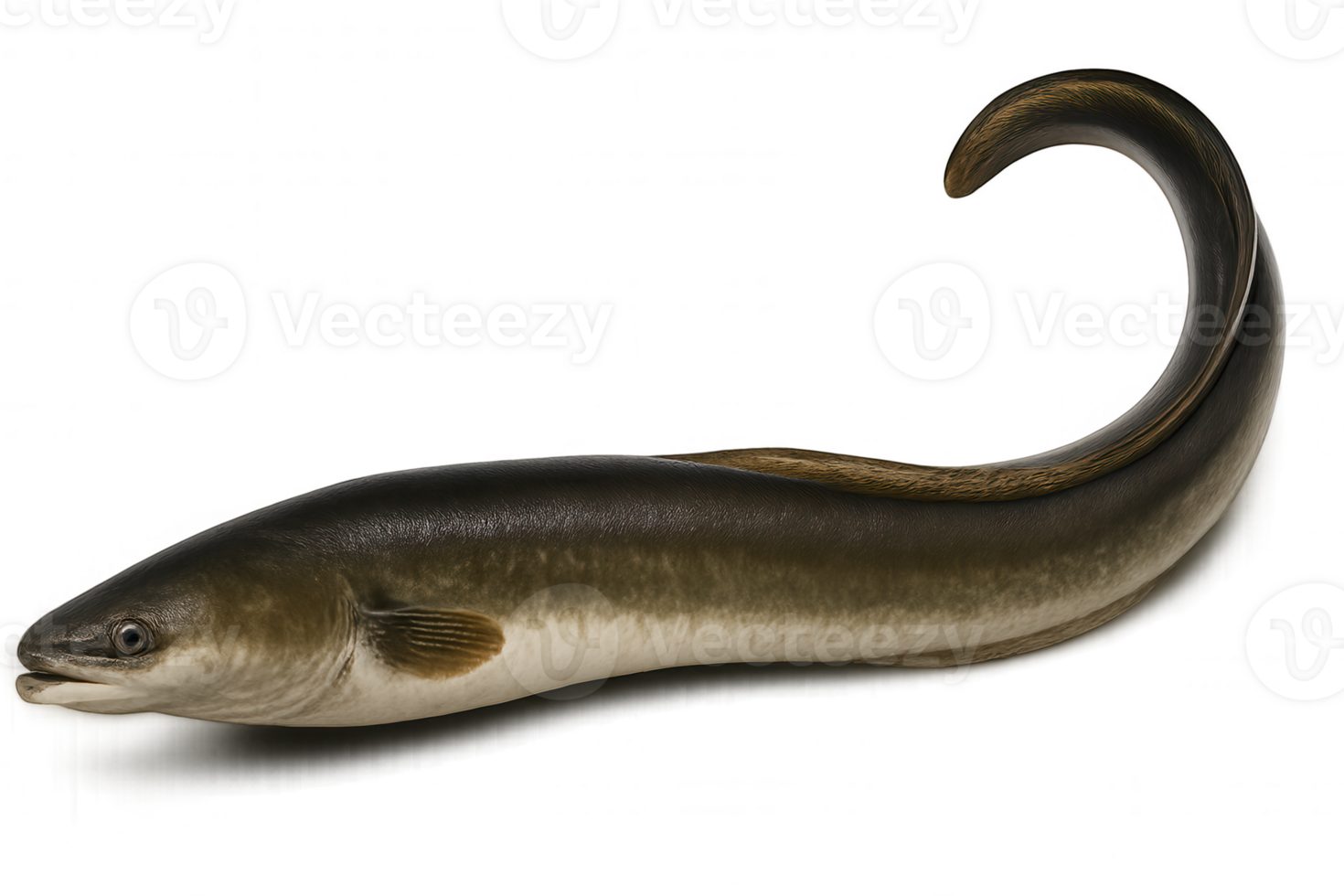 Realistic eel illustration with curved tail on transparent background png