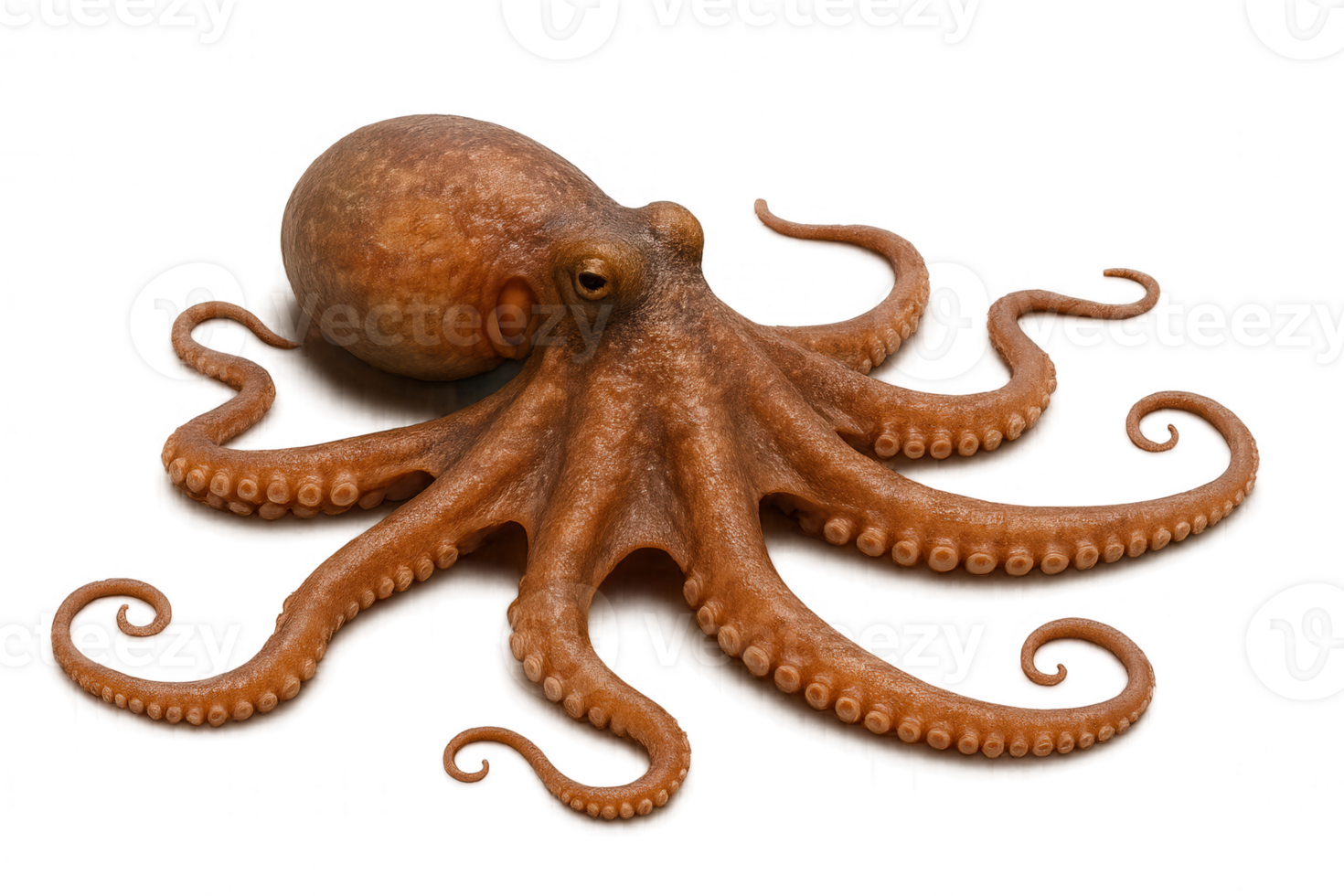 Realistic octopus spreading tentacles on transparent background png