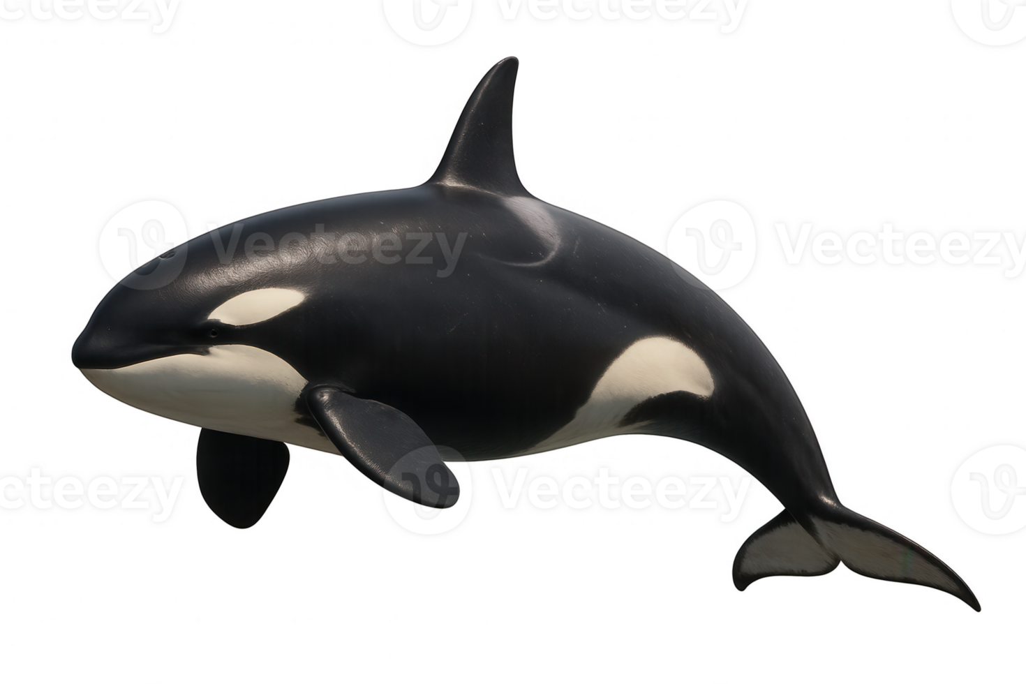 Orca swimming underwater with transparent background png