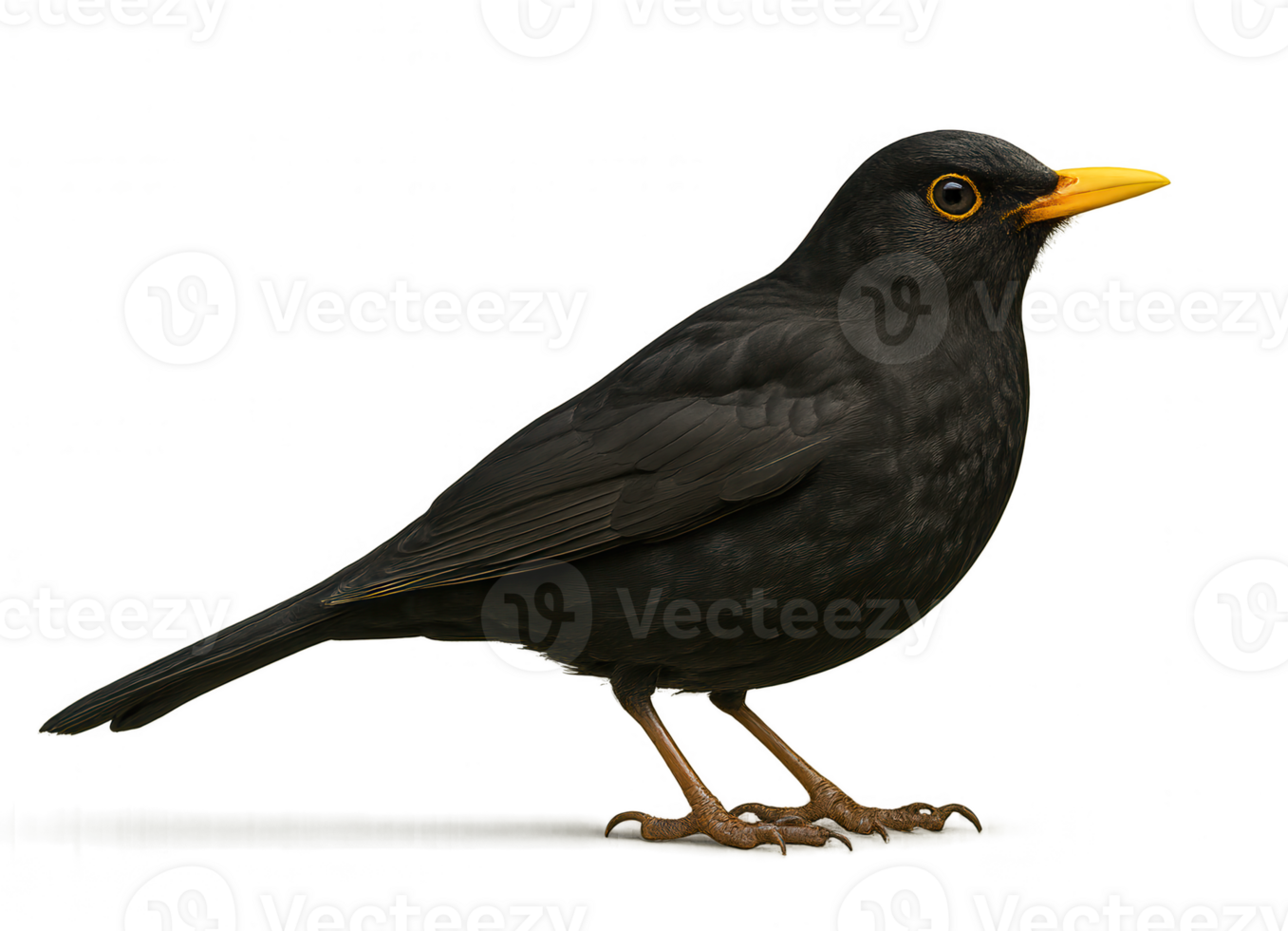 Blackbird standing with transparent background png