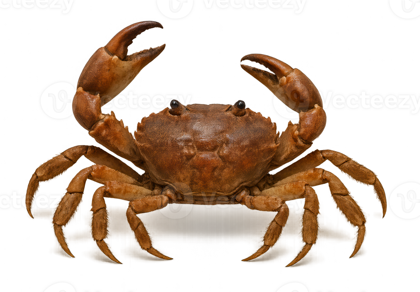 Realistic Crab Art simple compose on Transparent Background png
