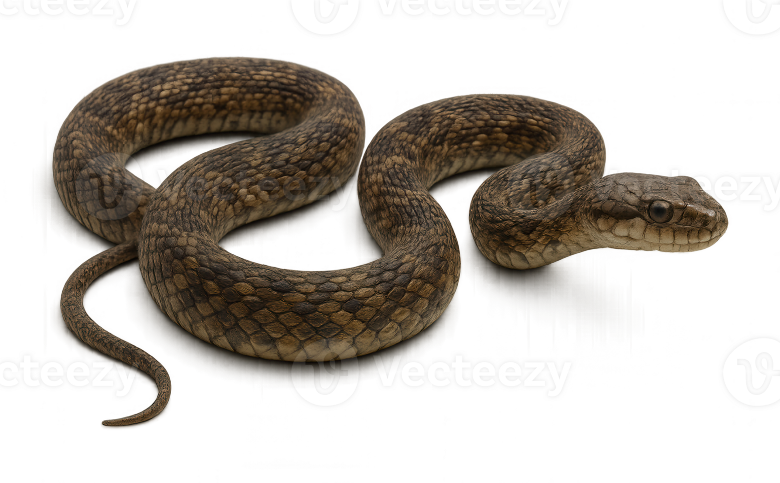 Hyperrealistic snake crawling with transparent background png