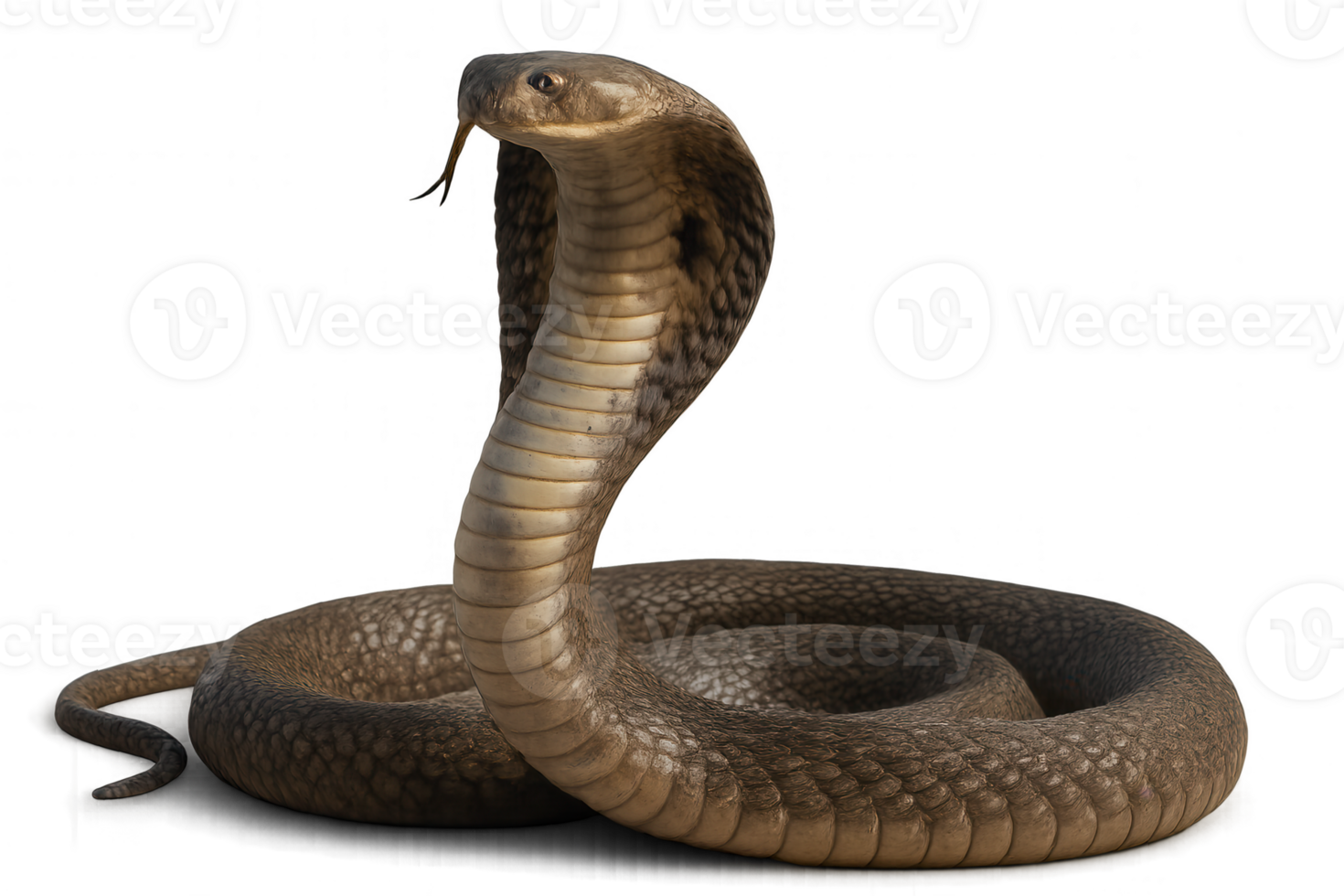 Hyperrealistic cobra snake spreading its hood on transparent background png
