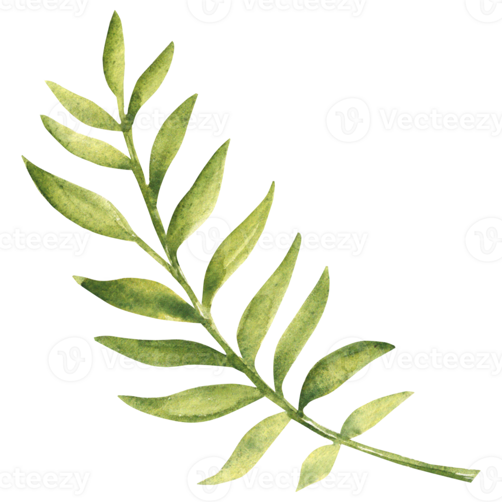 Palm Tropical green Leaf. Watercolor Hand drawn floral illustration isolated. Design element for pattern, logo or decoration. png