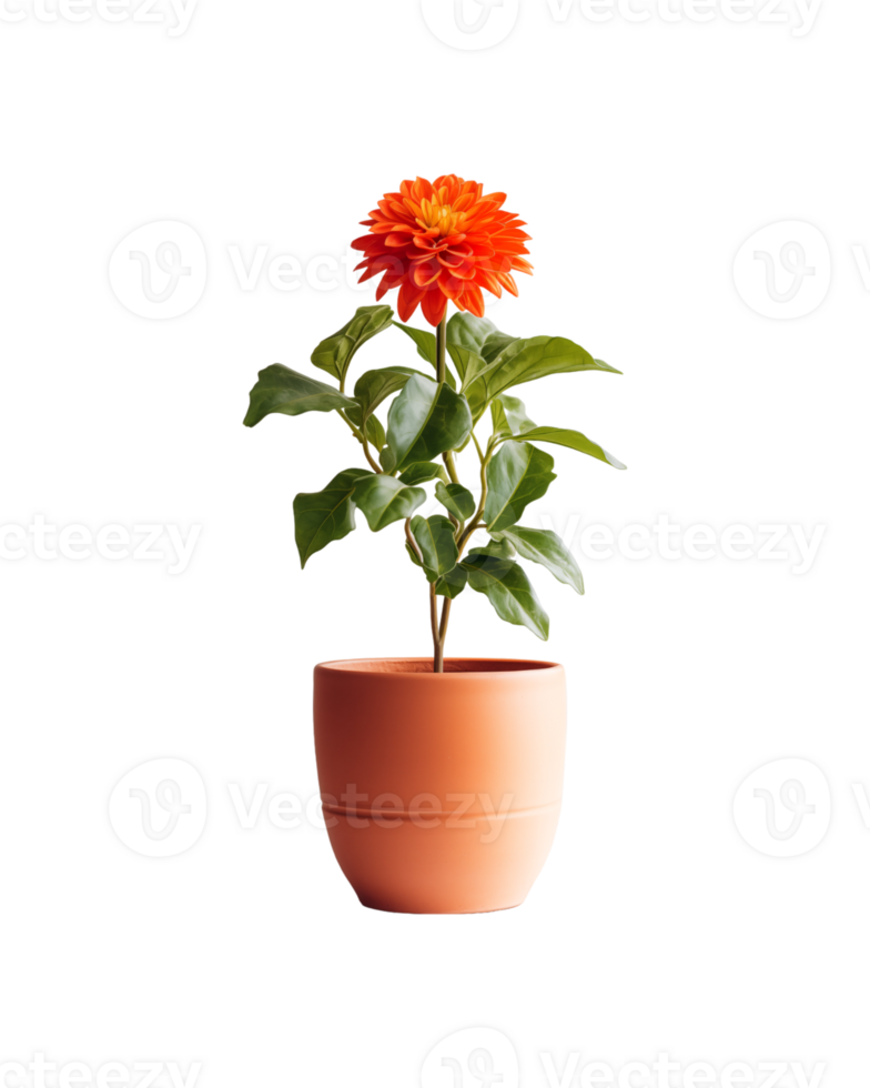 A small orange flower in a small pot png