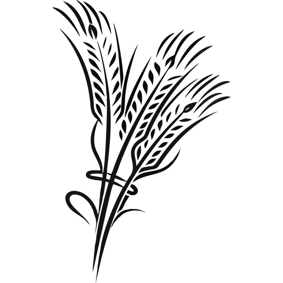 Stylized black and white illustration of three wheat stalks tied together. vector