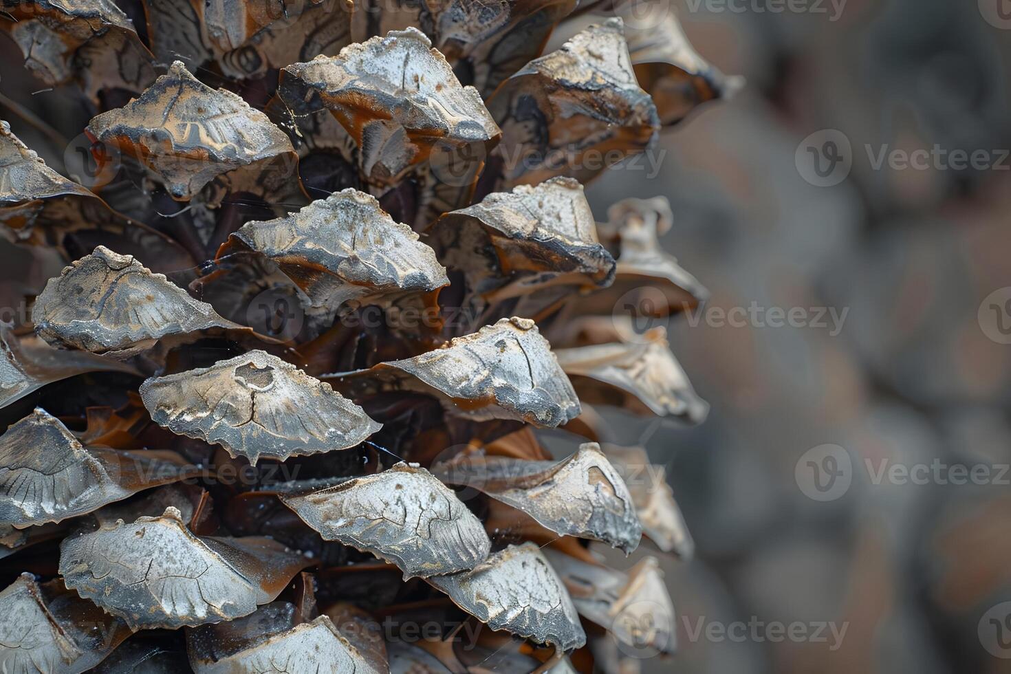 Close-Up View of a Detailed Pine Cone's Structure Observing the Intricate Pattern and Texture of its Scales, a Detailed Look at Nature's Designs with a Focus on Botany and Natural Art. photo