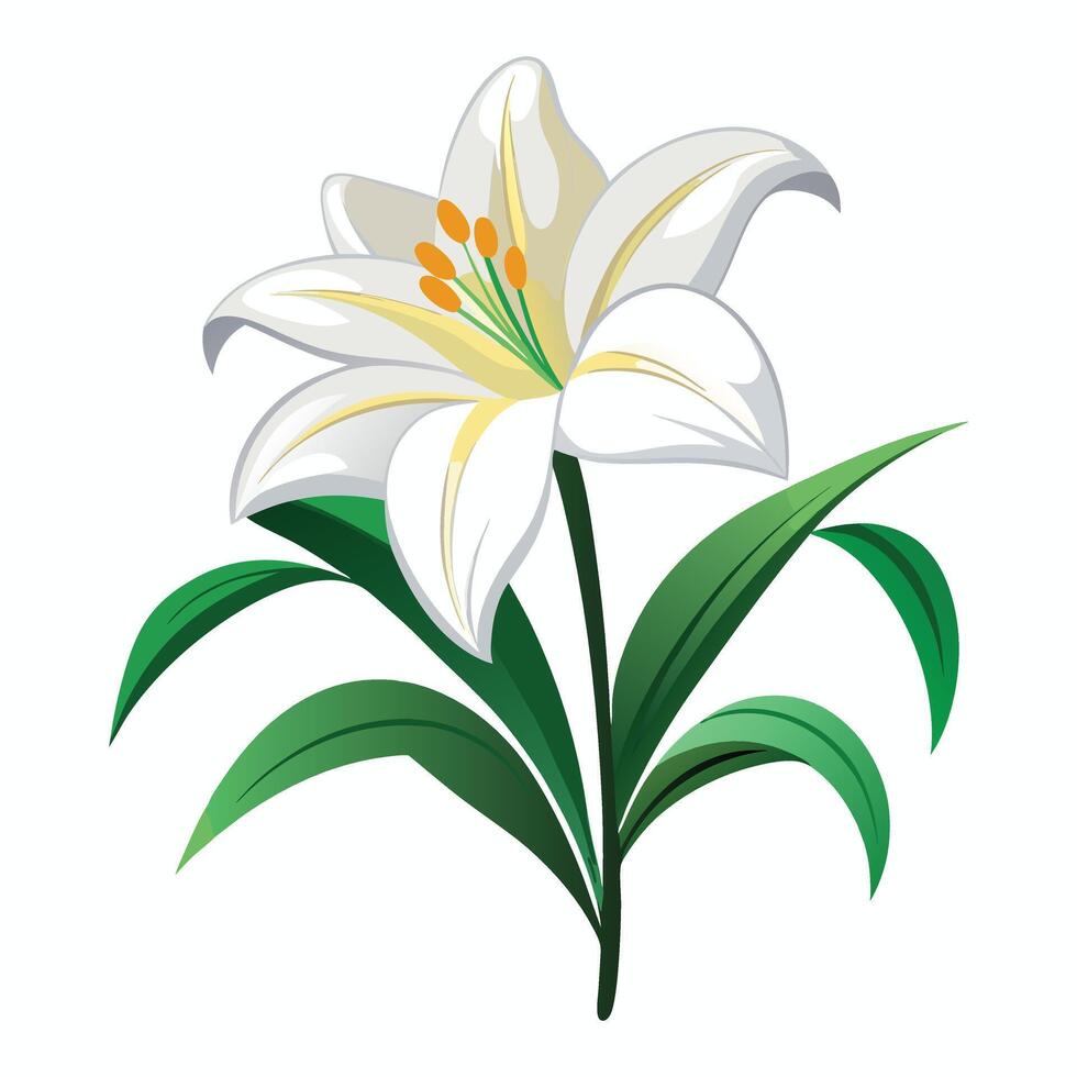illustration of white lily flower isolated on white background. vector
