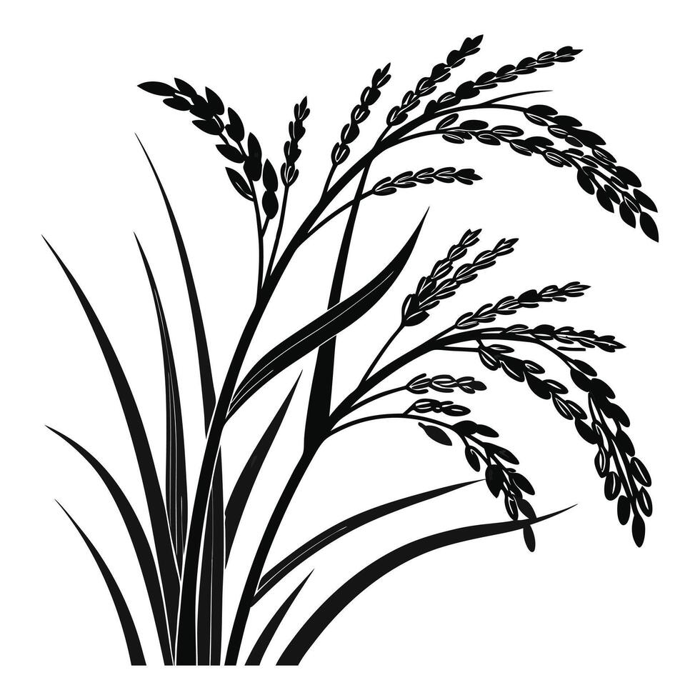 a black and white illustration of rice plants vector