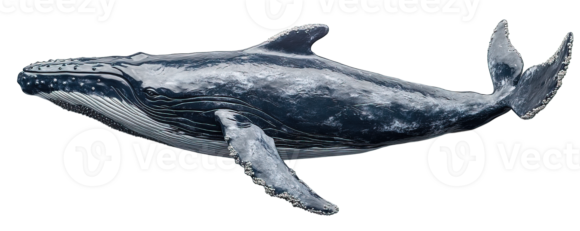 Humpback whale side view isolated on transparent background, png