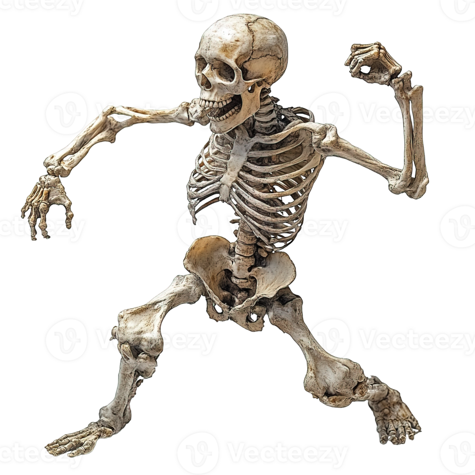 Dancing Skeleton in Action Pose Isolated on Transparent Background png