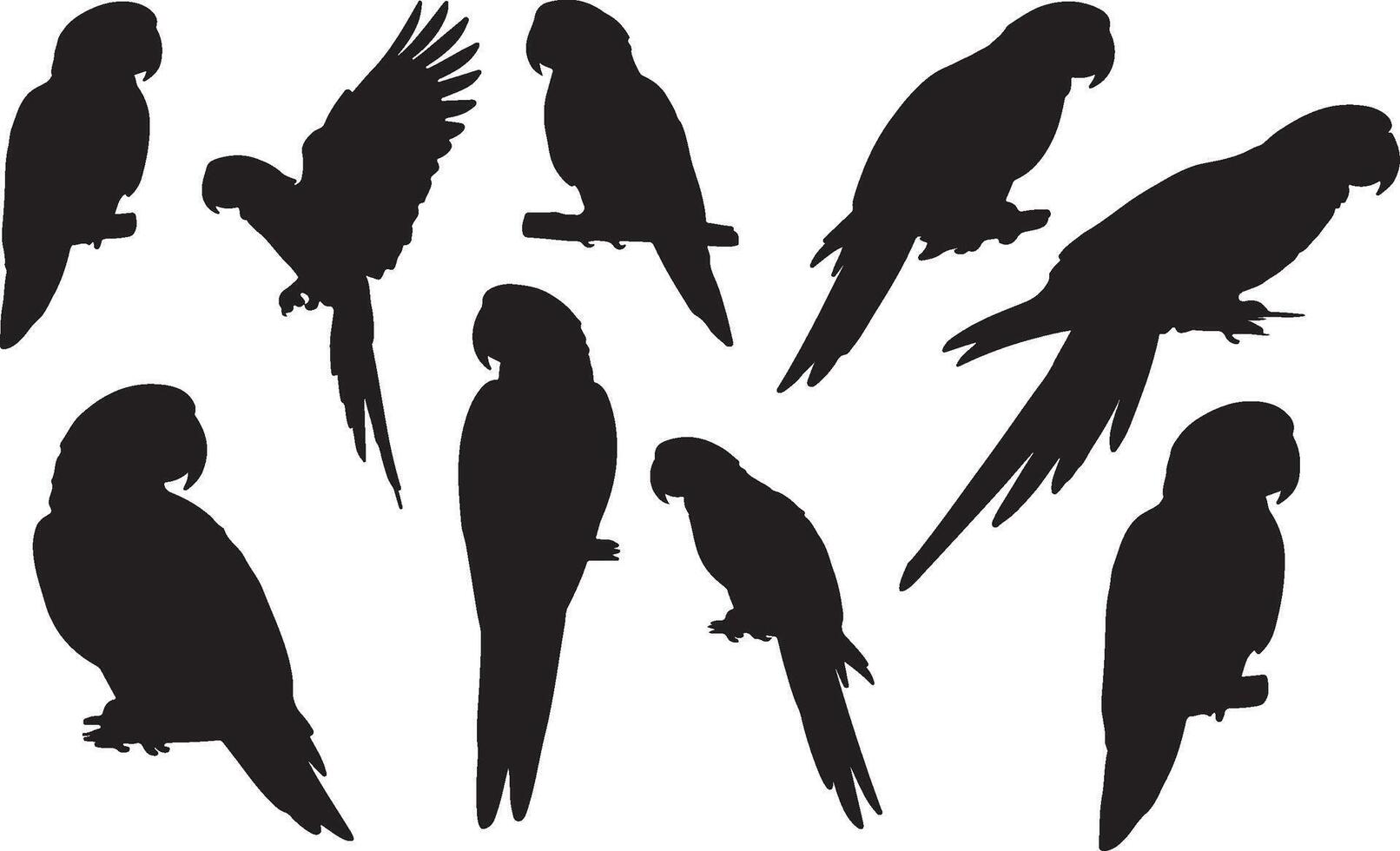 silhouette of parrot on white background vector