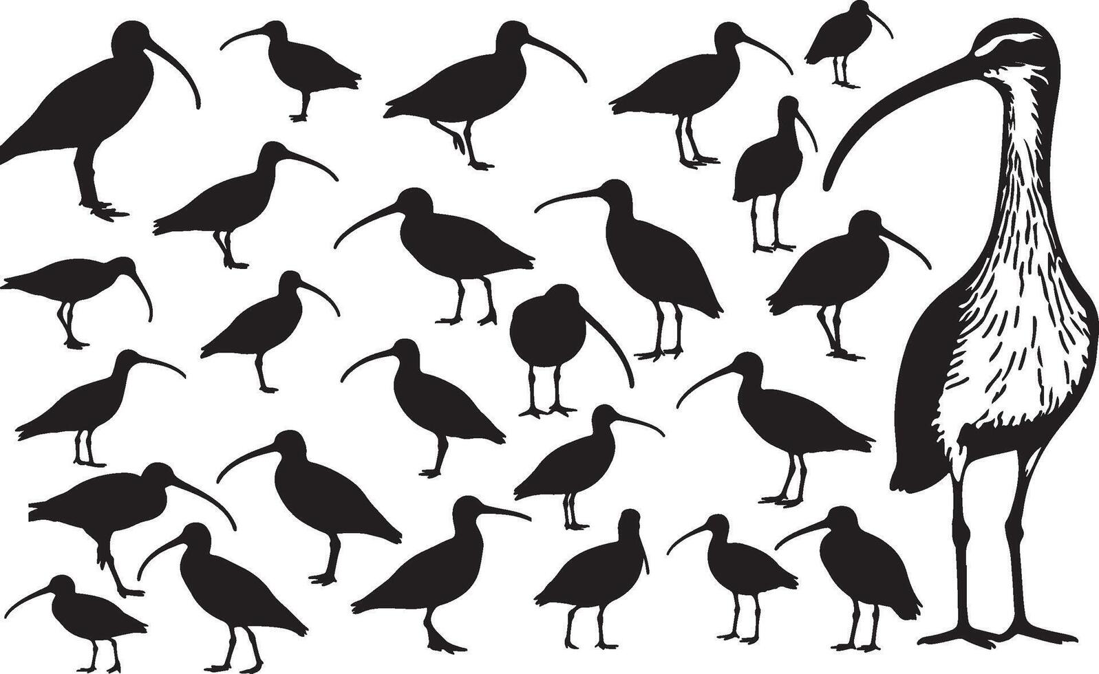 A group of birds silhouettes in black and white vector