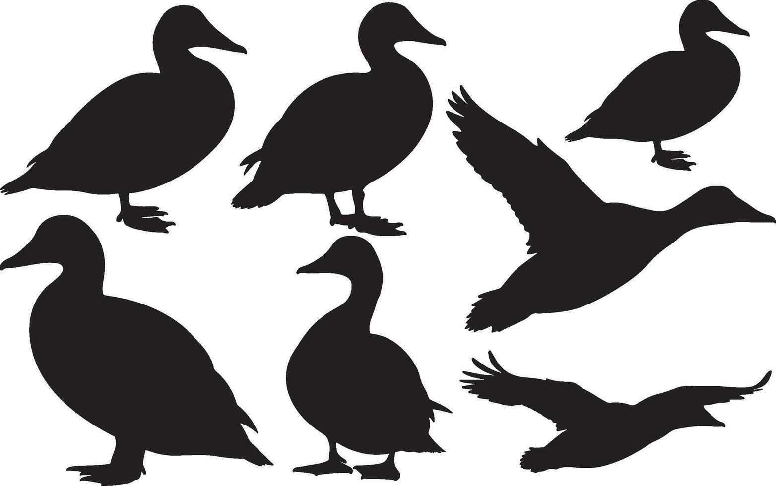 Common Eider silhouettes set on white background vector